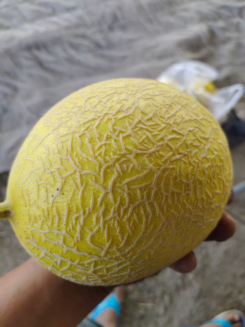 新疆哈密瓜金色年华货量大头茬精品瓜形好熟度刚好耐运输储存