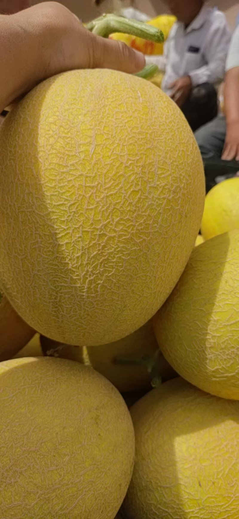 新疆哈密瓜金色年华货量大头茬精品瓜形好熟度刚好耐运输储存