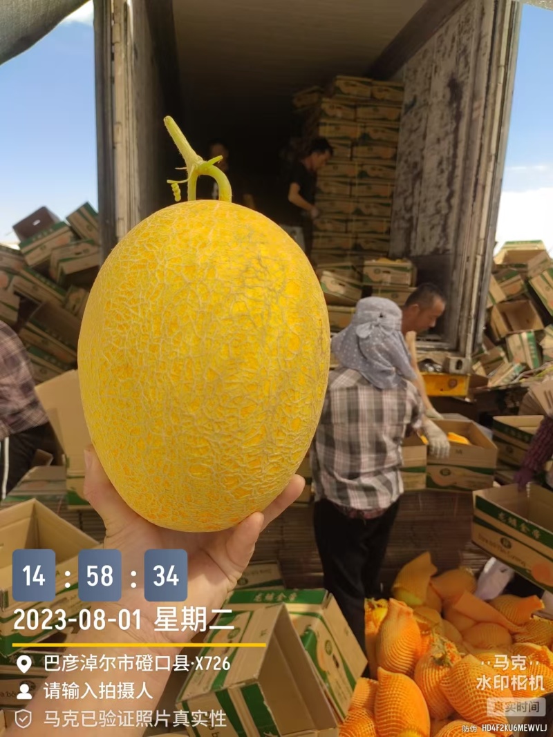新疆哈密瓜金色年华货量大头茬精品瓜形好熟度刚好耐运输储存