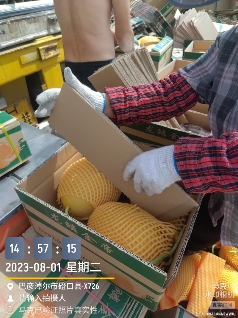 新疆哈密瓜金色年华货量大头茬精品瓜形好熟度刚好耐运输储存