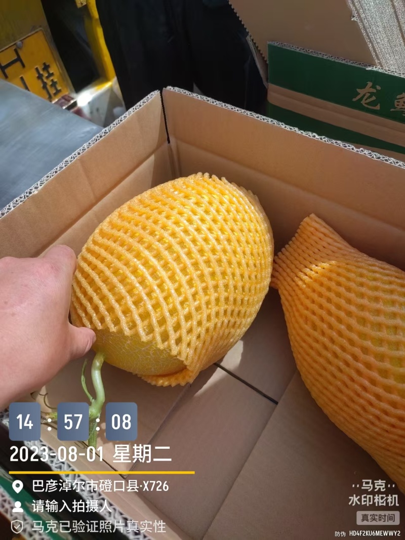 新疆哈密瓜金色年华货量大头茬精品瓜形好熟度刚好耐运输储存