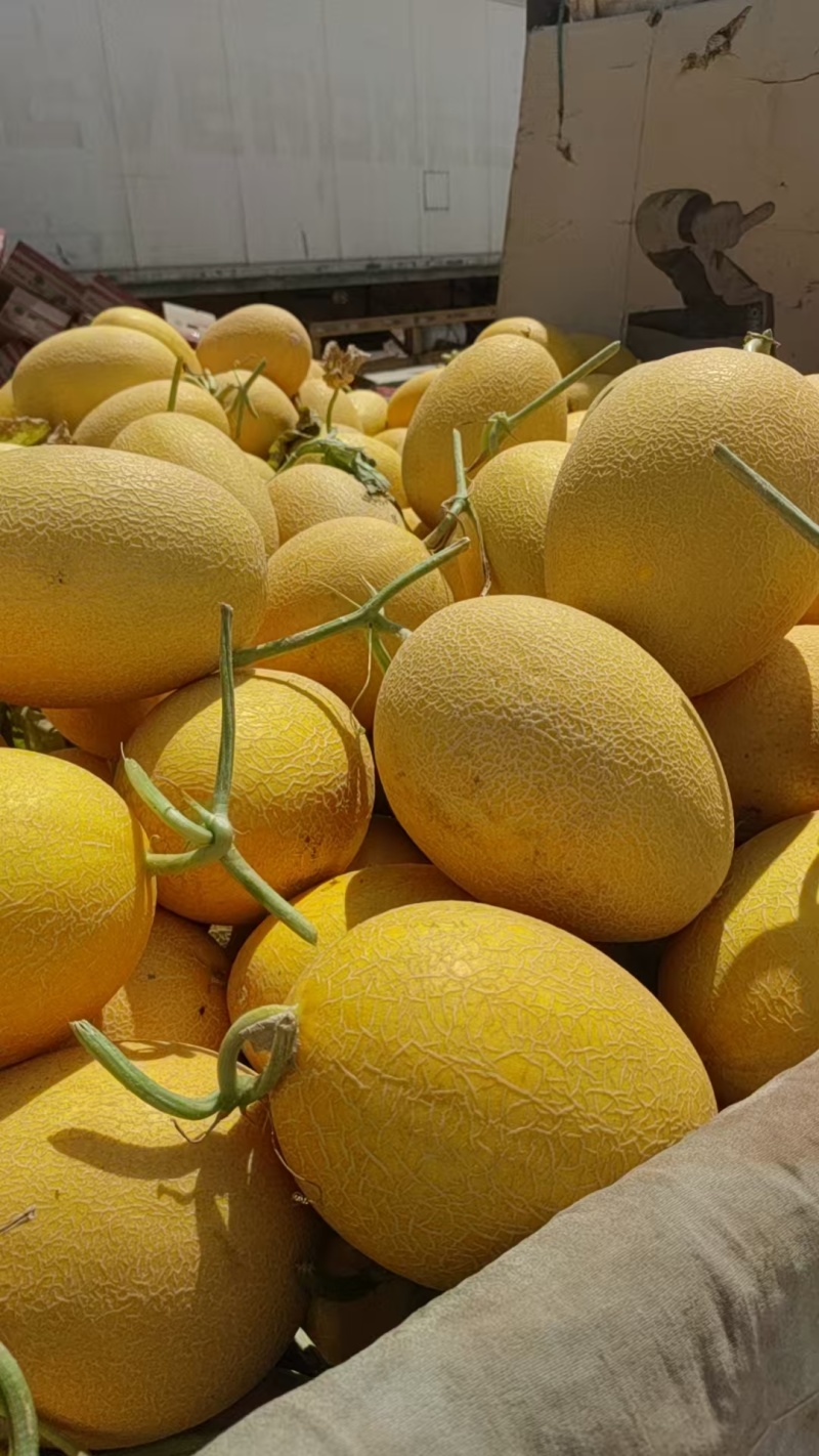 新疆哈密瓜金色年华货量大头茬精品瓜形好熟度刚好耐运输储存