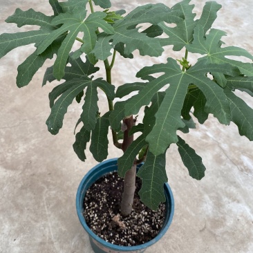 芭劳奈无花果大苗盆栽苗