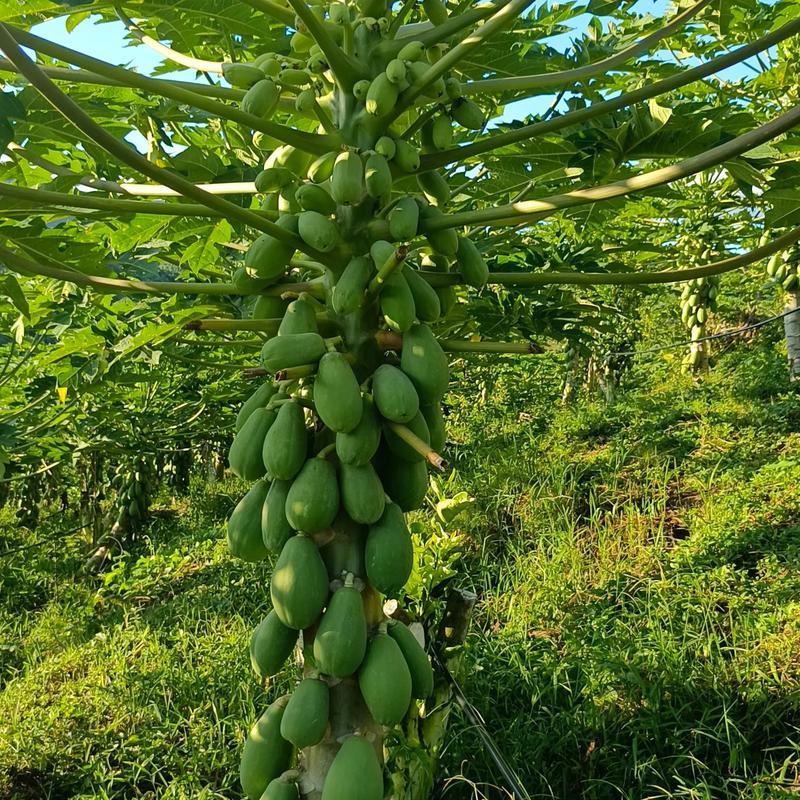 红心木瓜、对接电商平台、支持一件代发、商超、网红主播带货