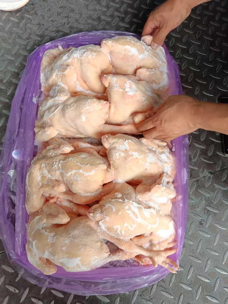 一级三黄鸡