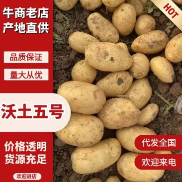 黄心黄皮土豆，沃土，实验一，希森，v7，荷兰系列
