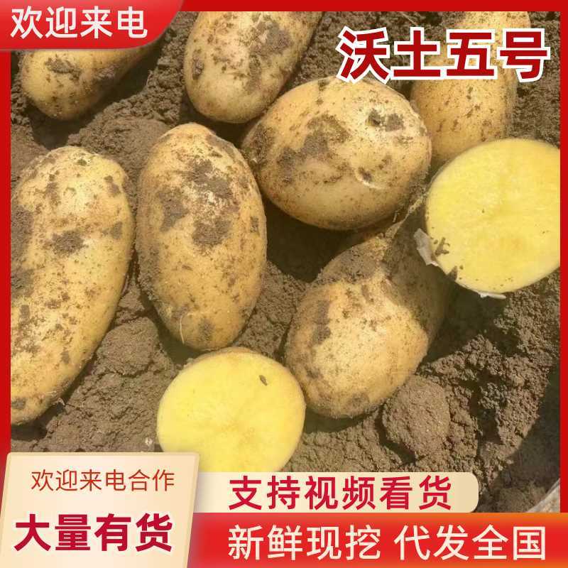 黄心黄皮土豆，沃土，实验一，希森，v7，荷兰系列