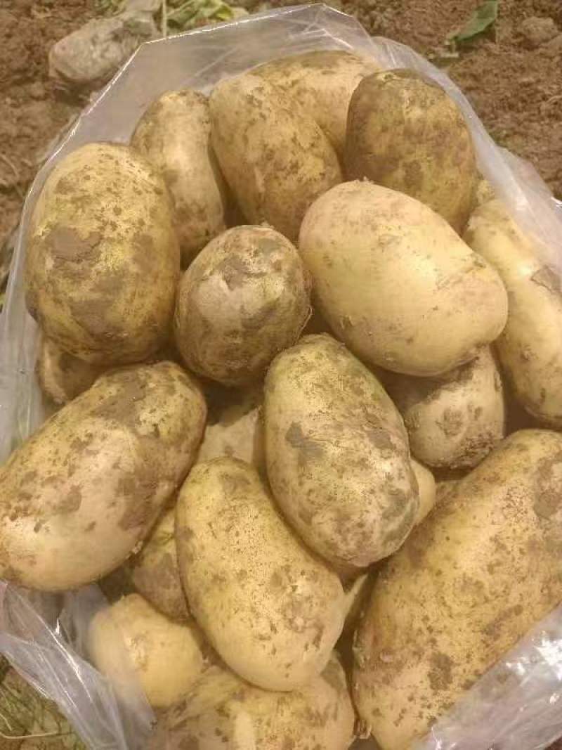 黄心黄皮土豆，沃土，实验一，希森，v7，荷兰系列