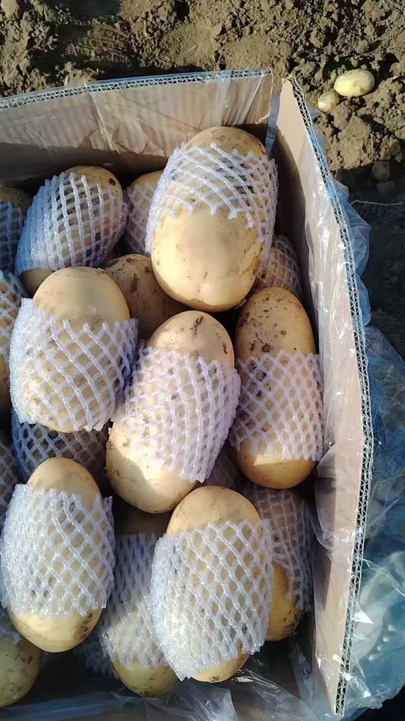 黄心黄皮土豆，沃土，实验一，希森，v7，荷兰系列