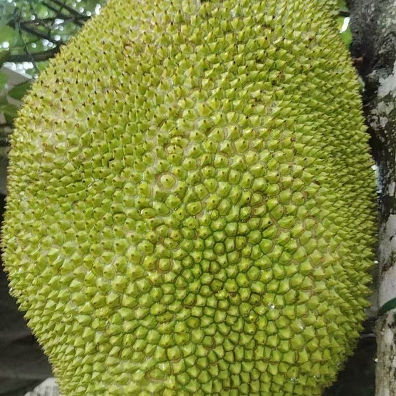 精品菠萝蜜大量上市产地装车量大从优诚信经营致电联系