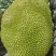 精品菠萝蜜大量上市产地装车量大从优诚信经营致电联系