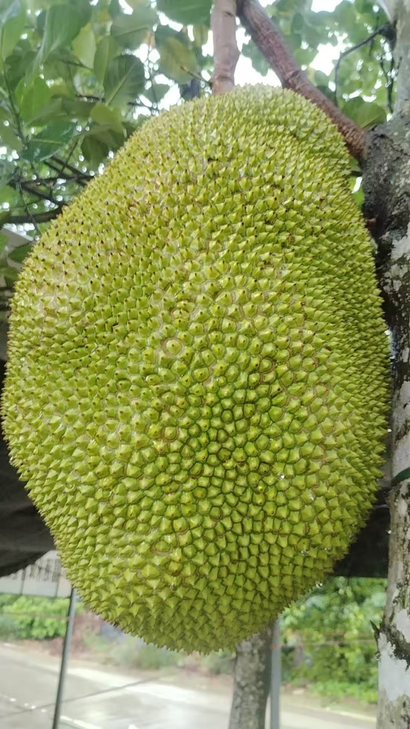 精品菠萝蜜大量上市产地装车量大从优诚信经营致电联系