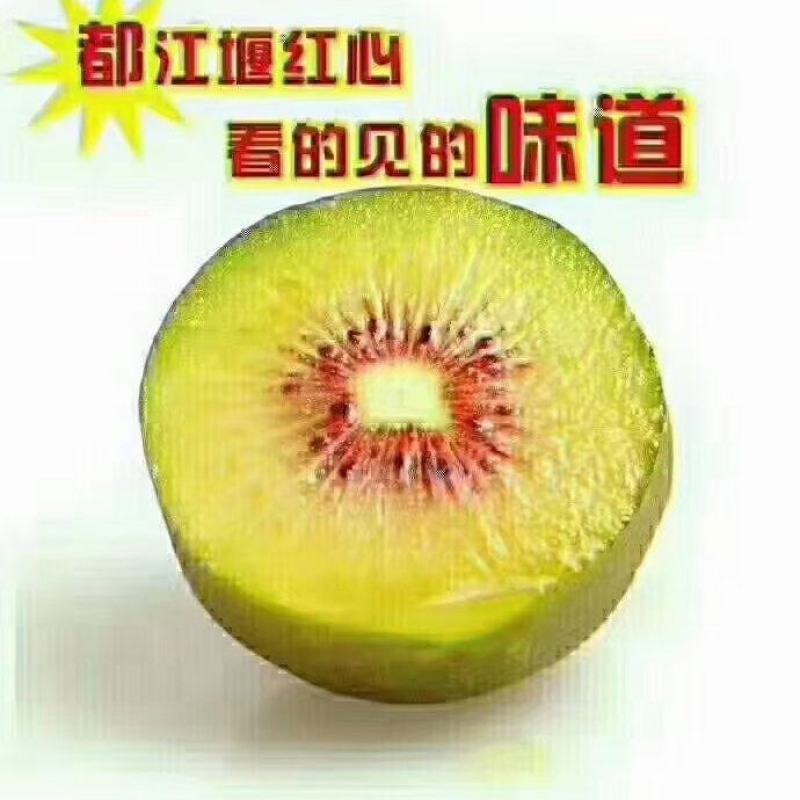 都江堰猕恋红心