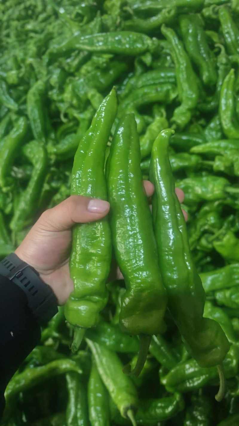 301辣椒江苏泡椒青泡椒货源温衡代发全国