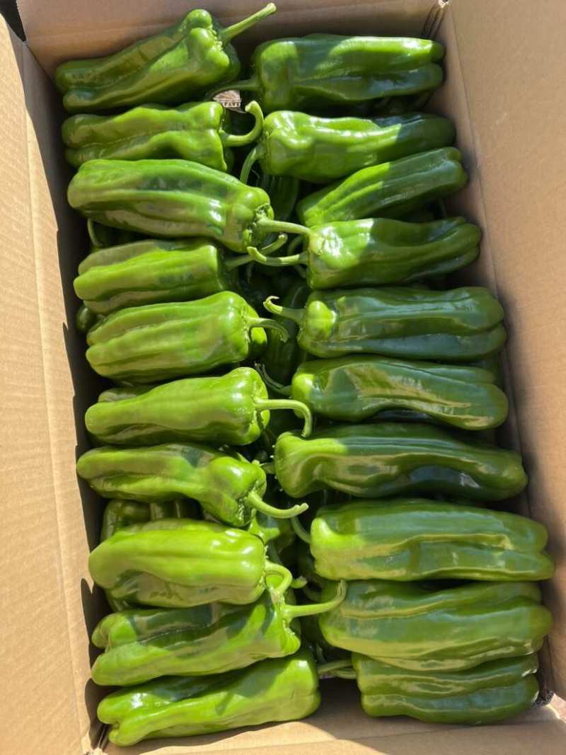 301辣椒江苏泡椒青泡椒货源温衡代发全国