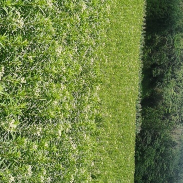 赶黄草全草（生草、干草）