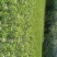 赶黄草全草（生草、干草）