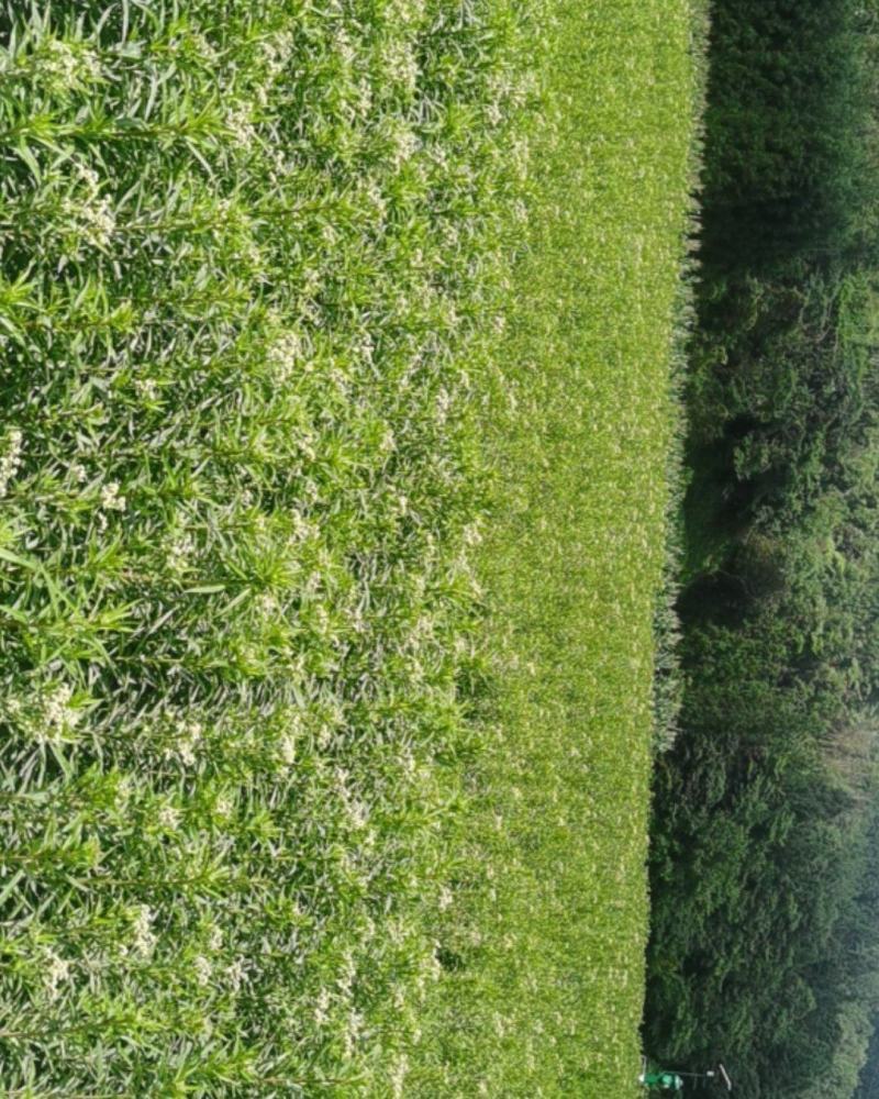 赶黄草全草（生草、干草）