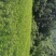 赶黄草全草（生草、干草）
