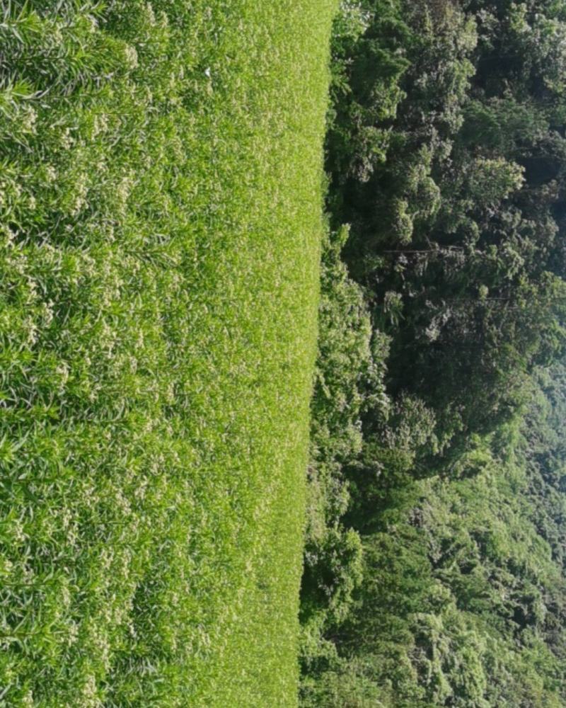 赶黄草全草（生草、干草）