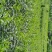 赶黄草全草（生草、干草）