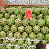 脆红李