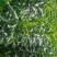 赶黄草全草（生草、干草）
