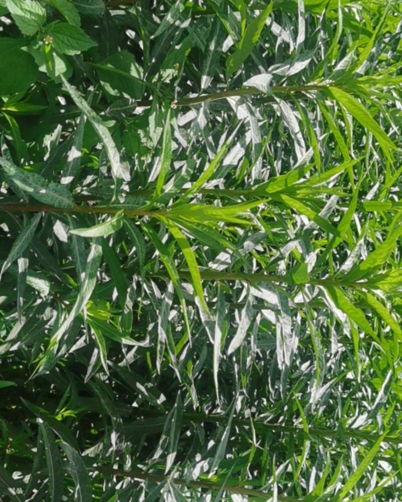 赶黄草全草（生草、干草）