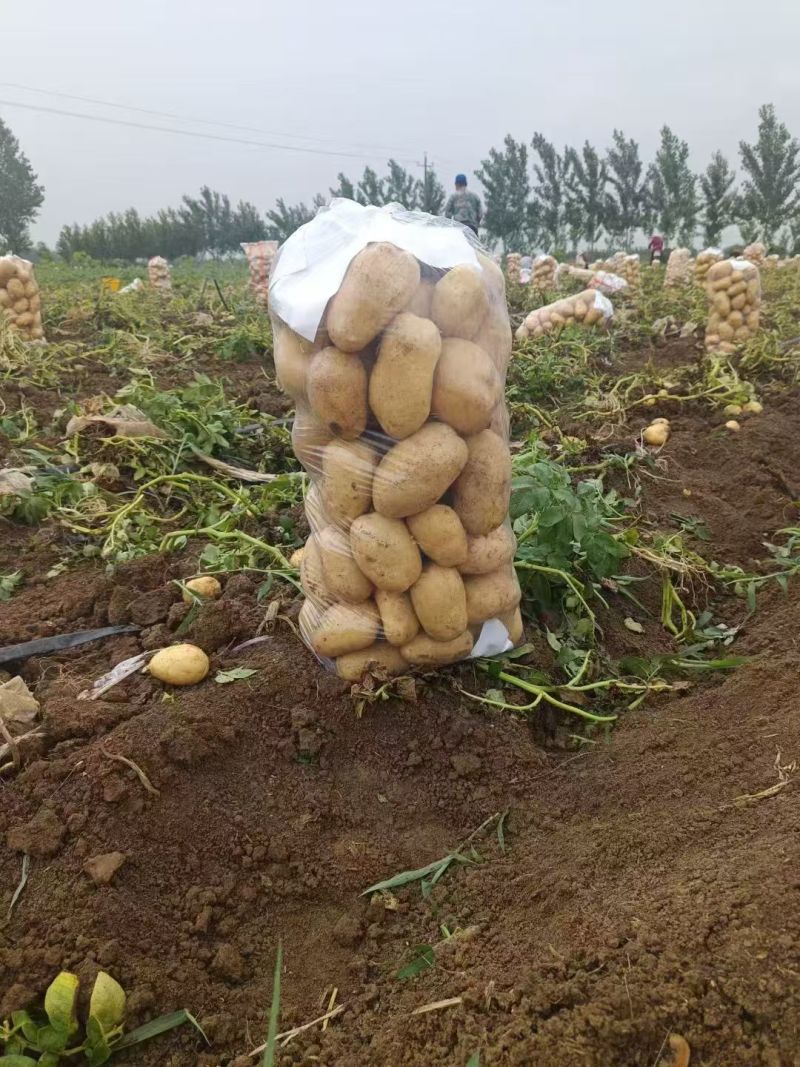 黄心黄皮土豆，沃土，实验一，希森，v7，荷兰系列