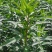 赶黄草全草（生草、干草）