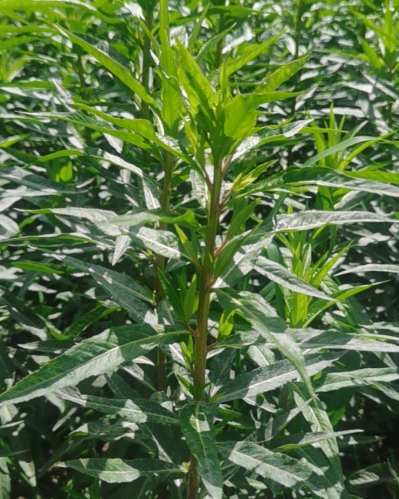 赶黄草全草（生草、干草）