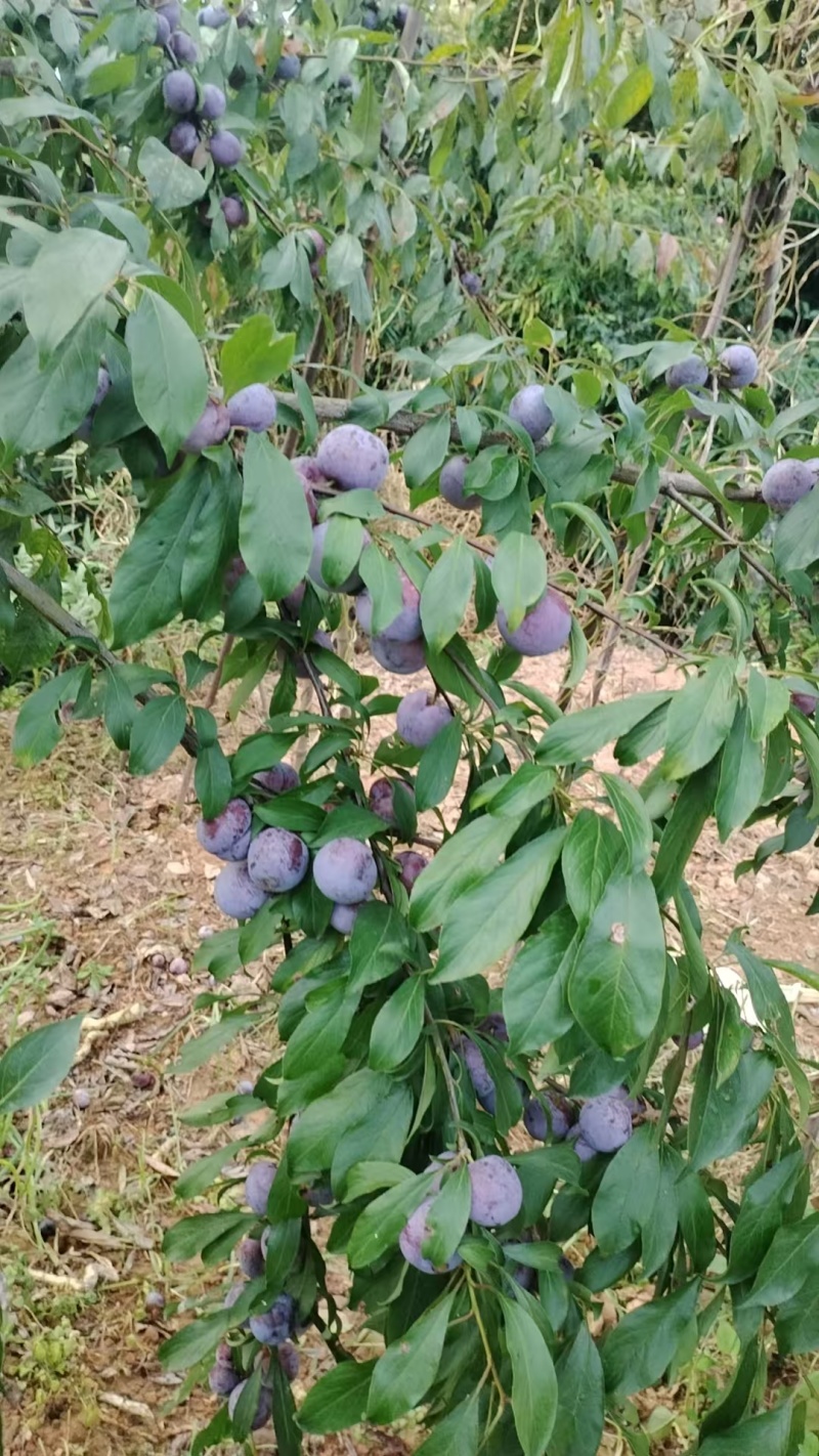半边红李子诚信为本，质量9，运输方便，速度快，万亩果园