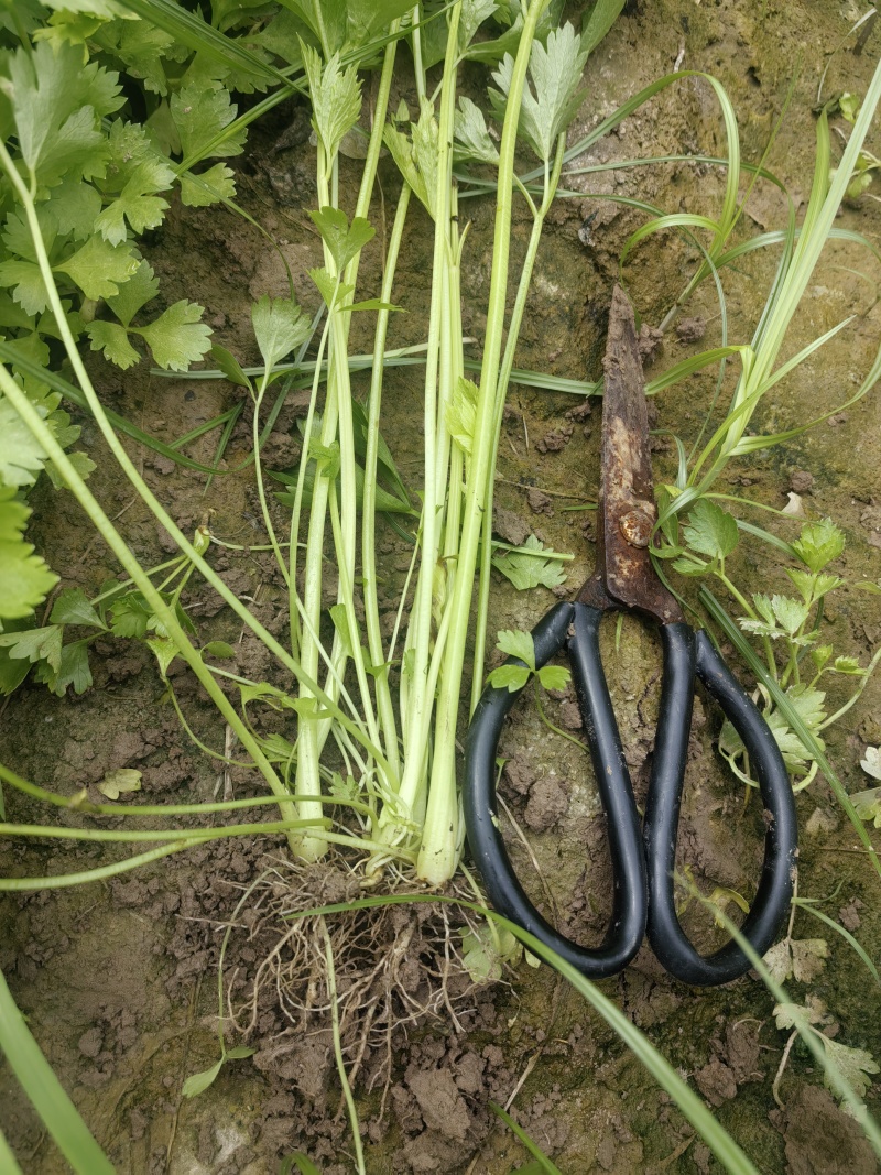 法国皇后芹菜苗