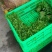 新鲜采摘树仔菜