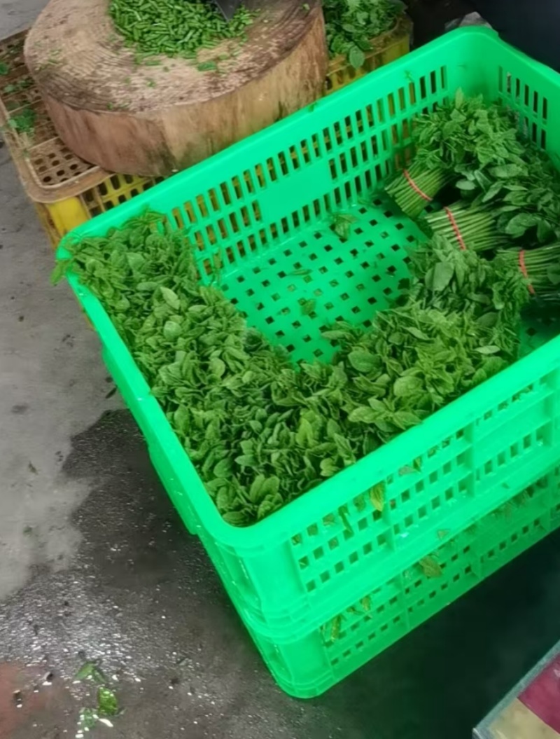 新鲜采摘树仔菜