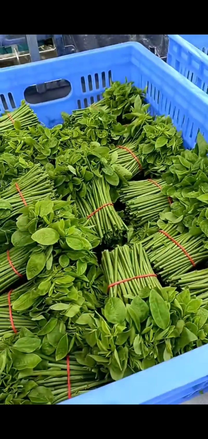 新鲜采摘树仔菜