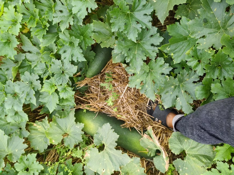 【推荐】河南冬瓜/黑皮冬瓜/大量有货/对接市场加工厂