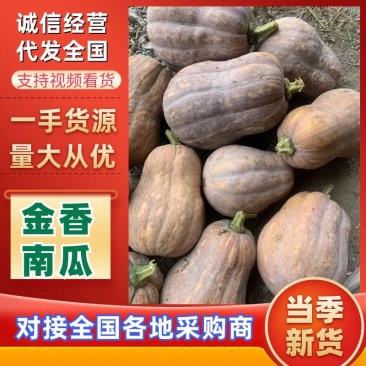 2000亩基地金香南瓜已经上市口感面甜软糯质量保证满意