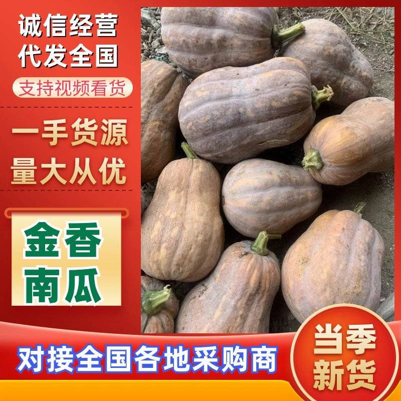 2000亩基地金香南瓜已经上市口感面甜软糯质量保证满意