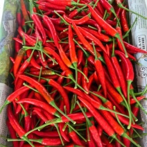 小米椒大量上市产地直发，品质保证，服务周到，诚信经营