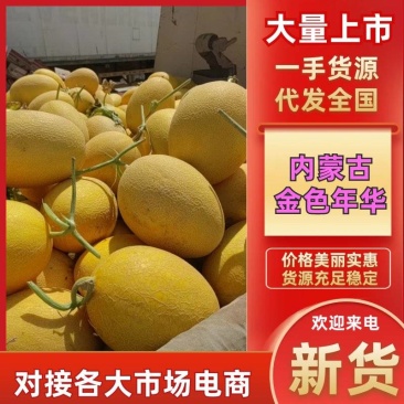 内蒙古哈密瓜2-4公斤全国可发南方市场以及出口畅销15个糖