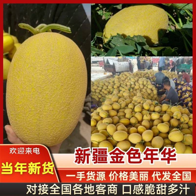 新疆哈密瓜金色年华货量大头茬精品瓜形好熟度刚好耐运输储存