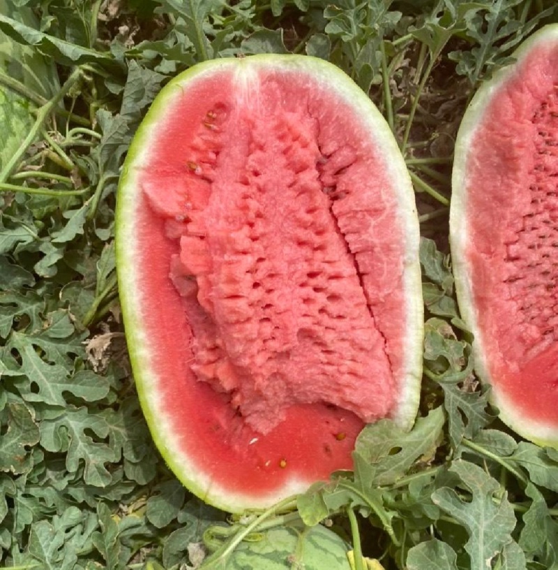 硒砂瓜