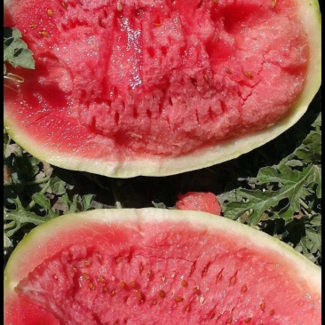 硒砂瓜