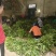 【推荐】广西桑树苗/全年供应/苗场直发/视频看货/电询