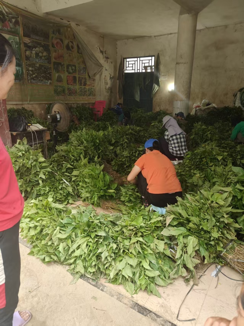 【推荐】广西桑树苗/全年供应/苗场直发/视频看货/电询