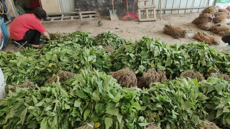 【推荐】广西桑树苗/全年供应/苗场直发/视频看货/电询