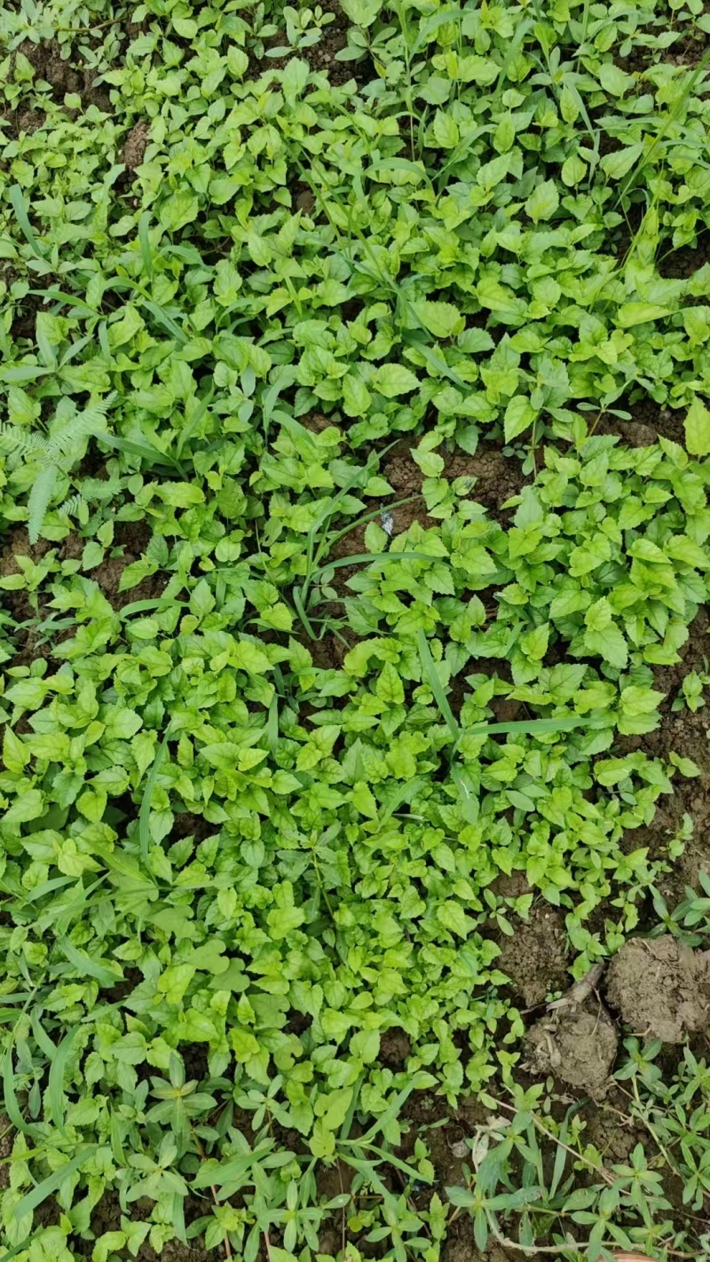 【推荐】广西桑树苗/全年供应/苗场直发/视频看货/电询