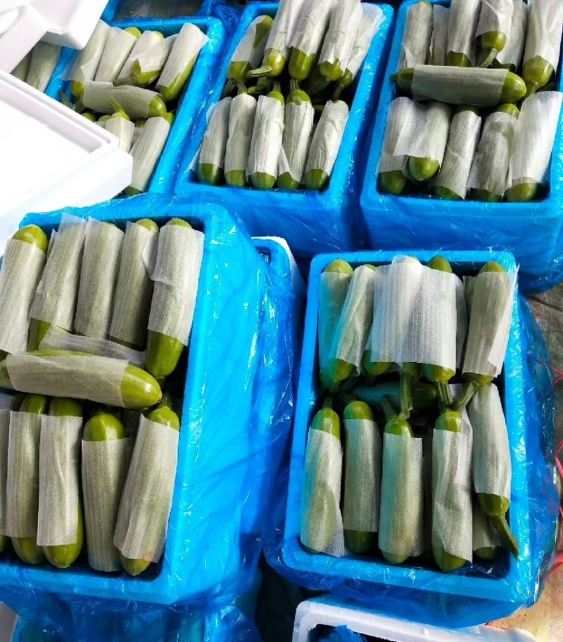 精品西葫芦大量上市一手货源价格美丽欢迎全国老板选购