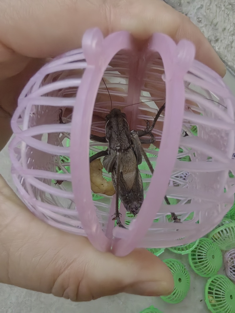 铁皮蝈蝈